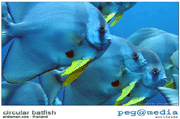 Batfish - Koh Lanta Scuba Diving