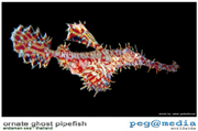 Ornate Ghost Pipefish - Koh Lanta Scuba Diving