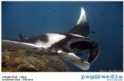 Manta Ray - Koh Lanta Scuba Diving