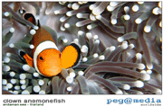 Clownfish - Koh Lanta Scuba Diving