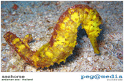 Seahorse - Koh Lanta Scuba Diving